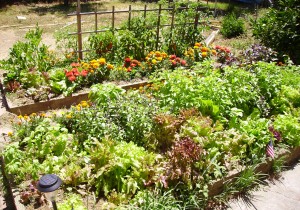 Raised bed flower and vegetable garden