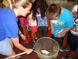 Children looking into a net of fish