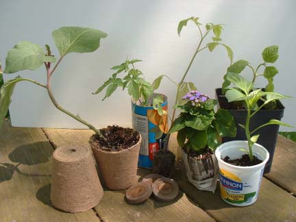 Seedlings Several plant seedlings in different pots